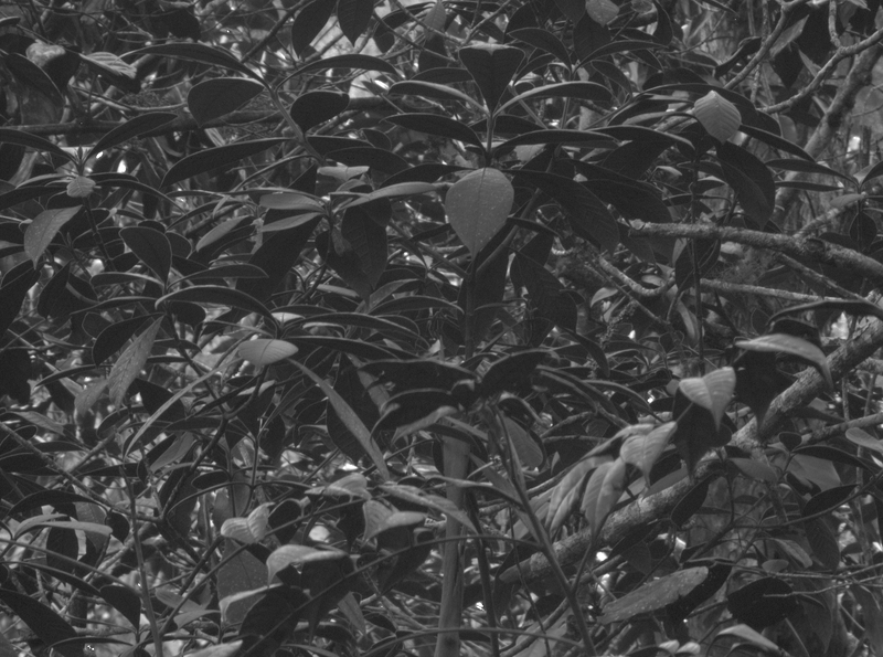 Trees viewed with the UV cone.